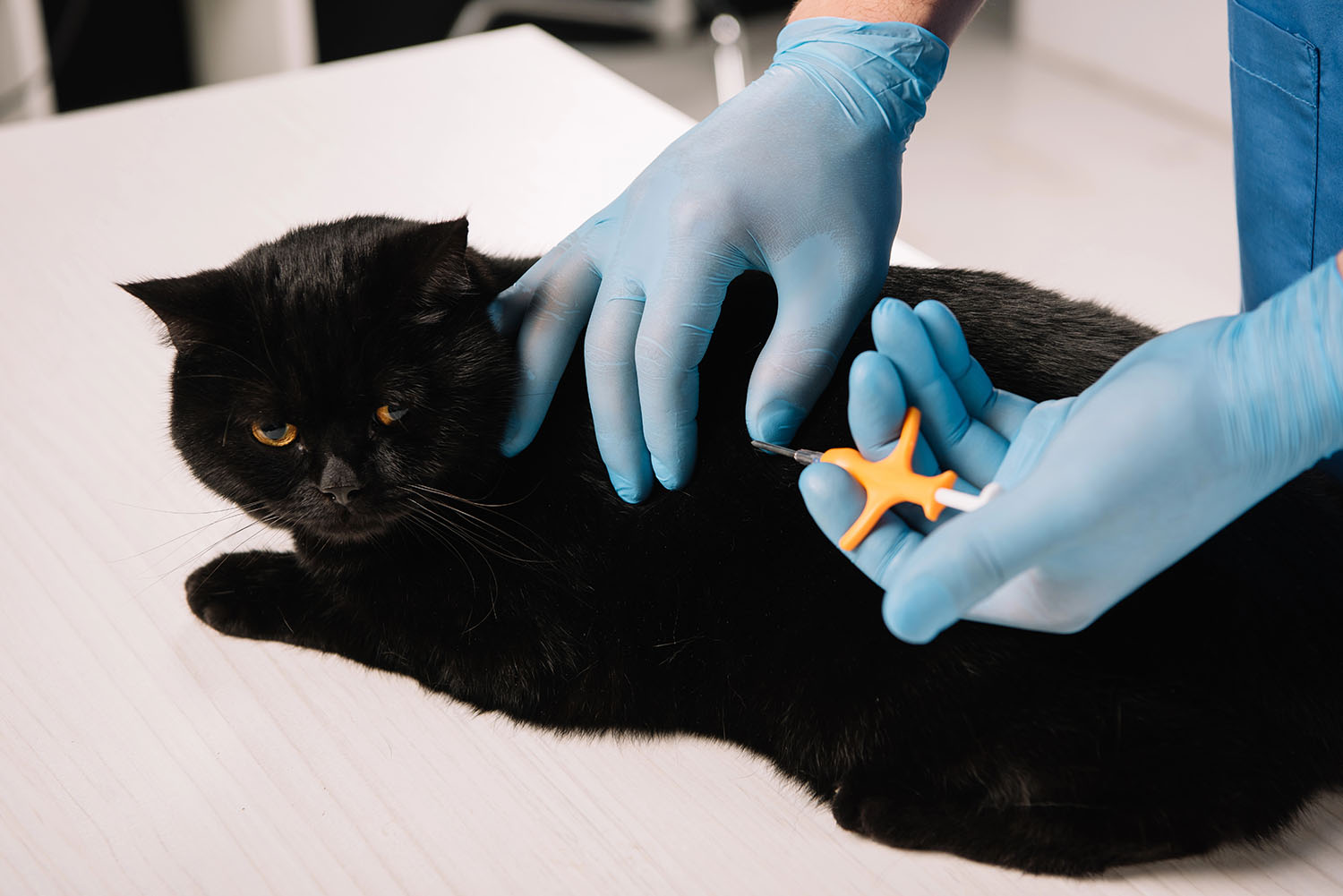 Animal Act | Weening Criminal Lawyers Law animals criminal lawyer